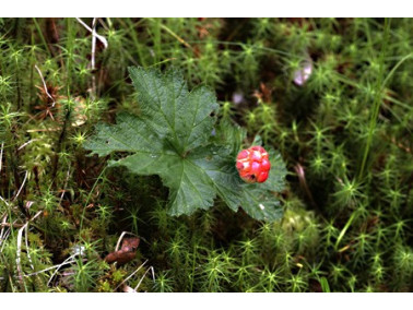 Mûrier à fleurs doubles