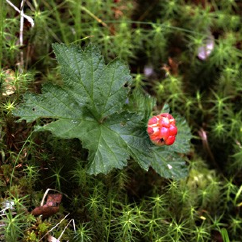 Mûrier à fleurs doubles