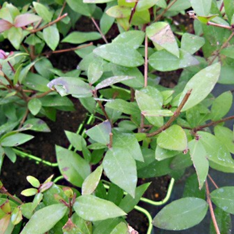 Myrte commun Myrte commun