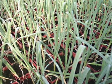 Lot de 6 poireaux perpétuels