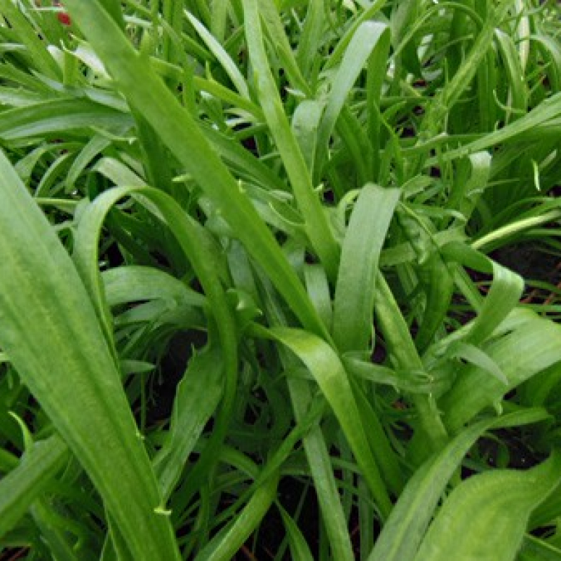 Plantain corne de cerf