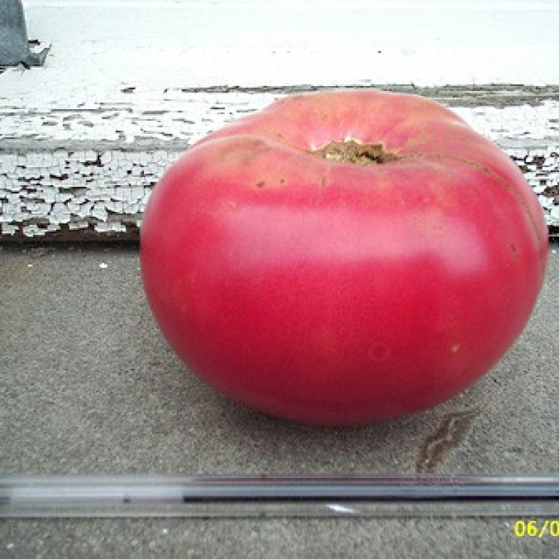 Tomate Merveille des marchés Tomate Merveille des marchés