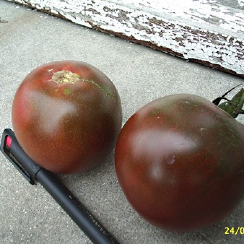 Tomate Noire de Crimée Tomate Noire de Crimée