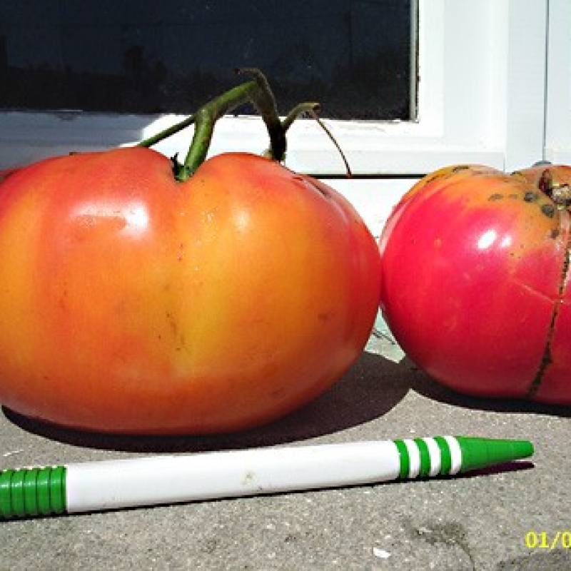 Tomate Ananas Tomate Ananas