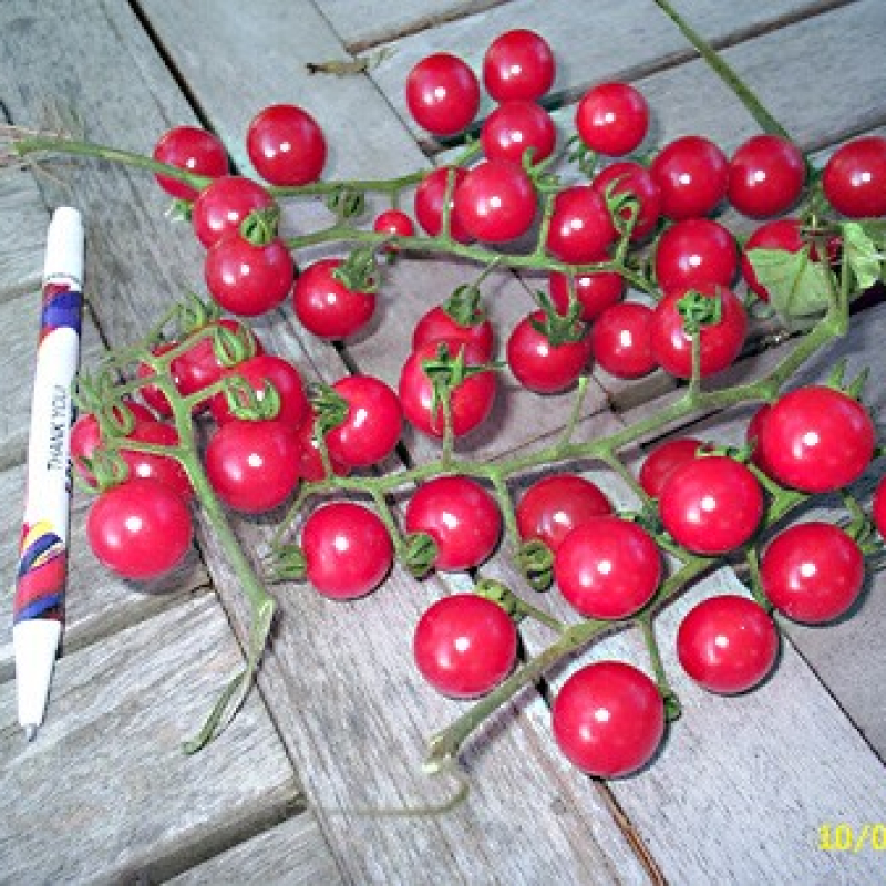 Tomate cerise Barbaniaka Tomate cerise Barbaniaka