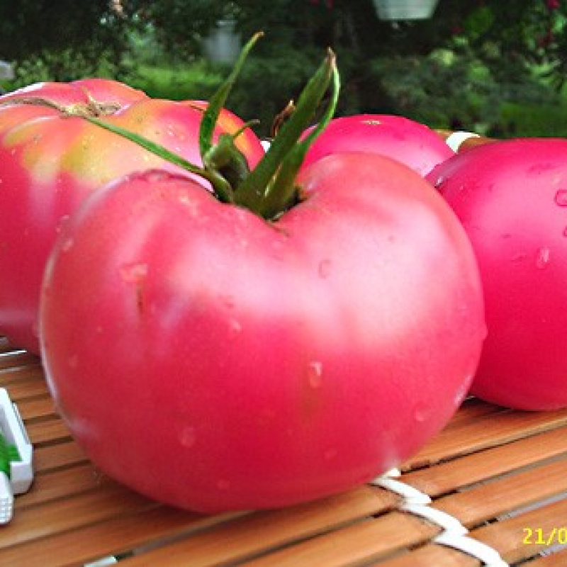 Tomate rose de Berne