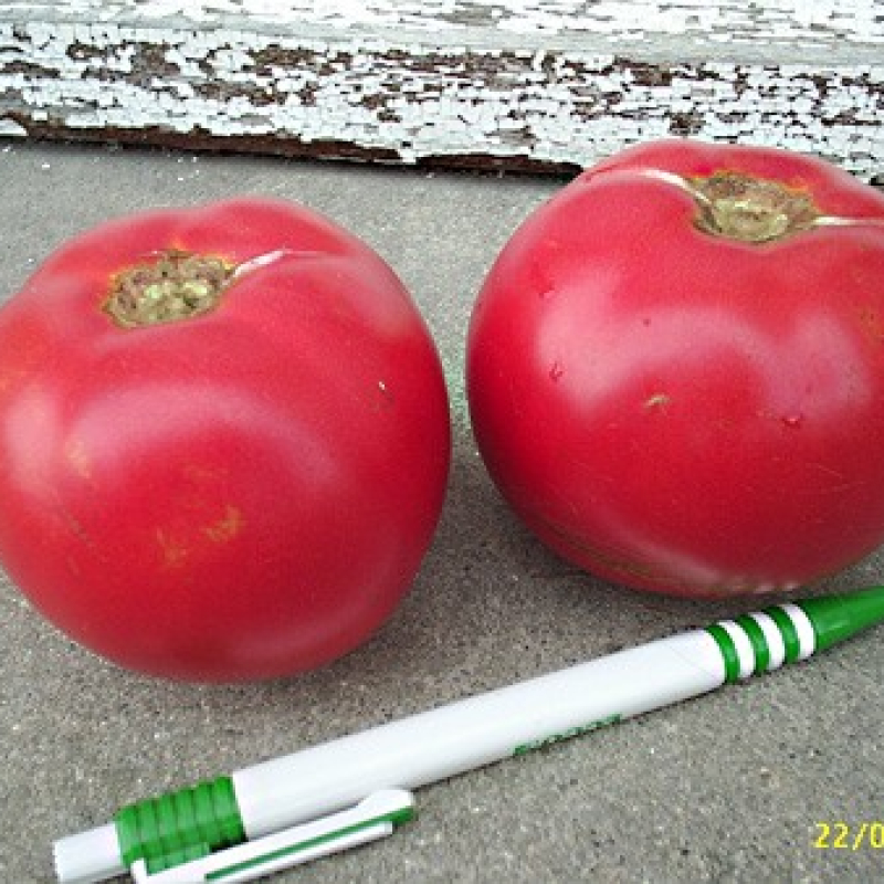 Tomate Odessa rouge Tomate Odessa rouge