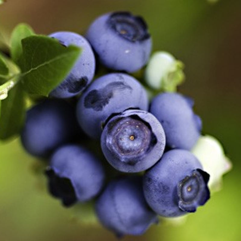 Myrtillier "Berkley" Myrtillier "Berkley"