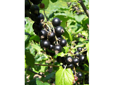 Cassissier "Géant de Booskoop"