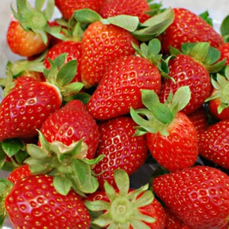 Fraisier grimpant remontant Mount Everest Fraisier grimpant remontant Mount Everest