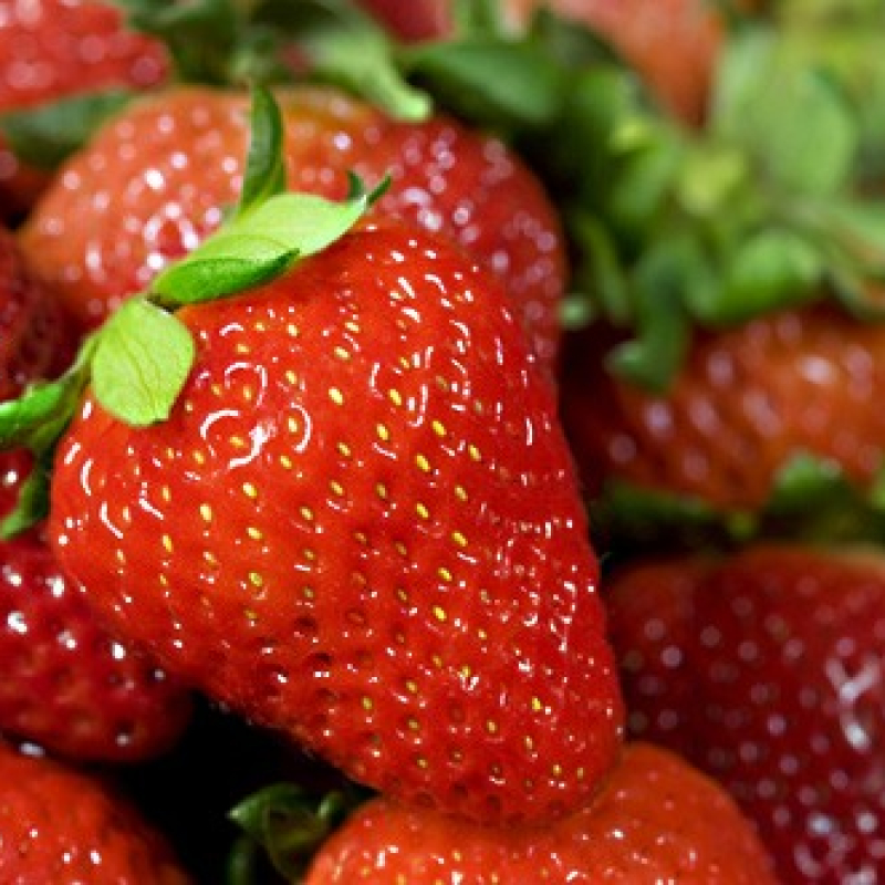 Fraisier non remontant Manon des fraises Fraisier non remontant Manon des fraises