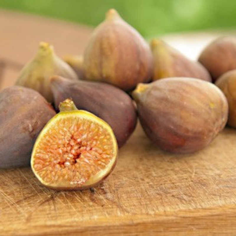 Figuier Goutte d'or Figuier Goutte d'or