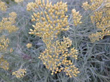 Fleurs d'herbe à curry Fleurs d'herbe à curry