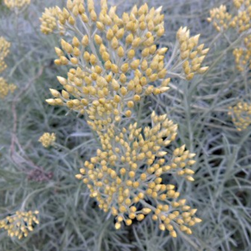 Fleurs d'herbe à curry Fleurs d'herbe à curry