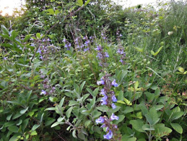 Sauge officinale en fleur au jardin