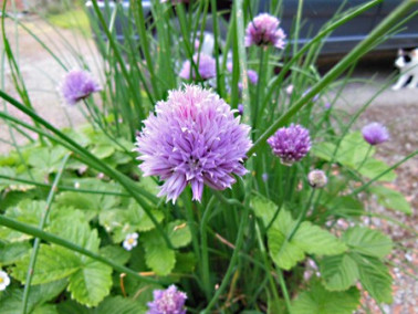 Fleur de ciboulette Fleur de ciboulette