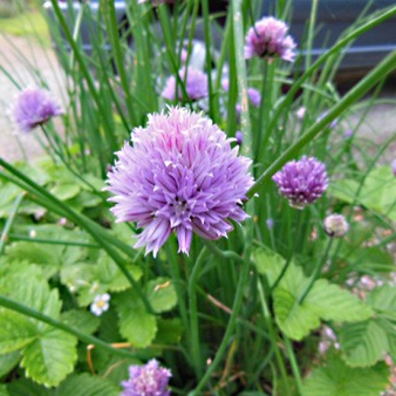 Fleur de ciboulette Fleur de ciboulette