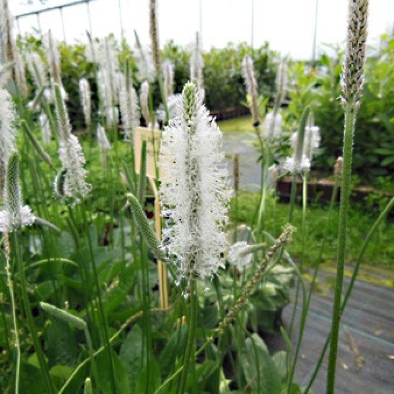 Fleur de plantain intermédiaire Fleur de plantain intermédiaire