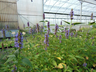 Agastache menthe de Corée en fleur