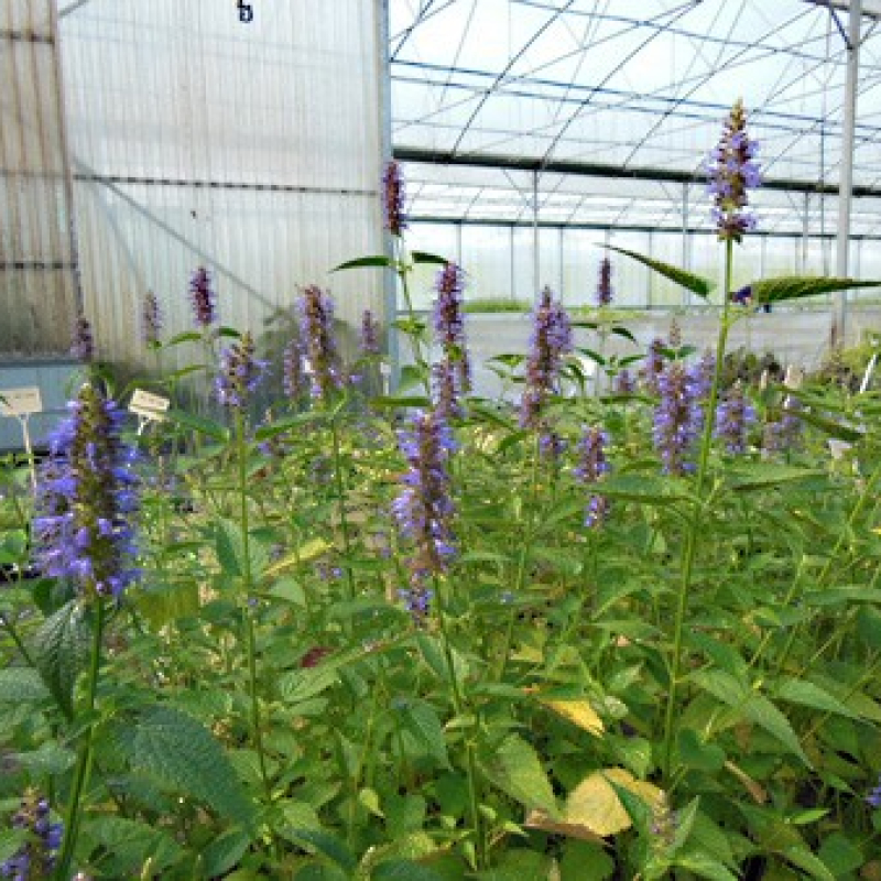 Agastache menthe de Corée en fleur