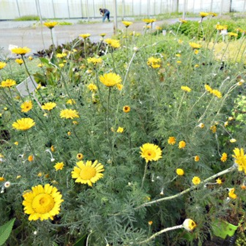 Camomille des teinturiers en fleur