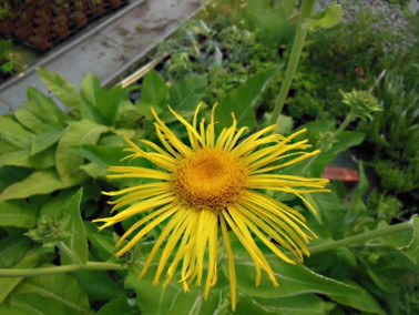 Fleur de grande aunée