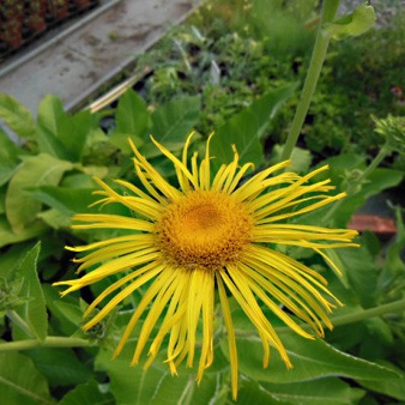 Fleur de grande aunée