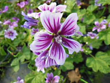 Mauve sylvestre Zebrina en fleur Mauve sylvestre Zebrina en fleur