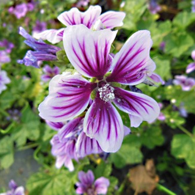 Mauve sylvestre Zebrina en fleur Mauve sylvestre Zebrina en fleur