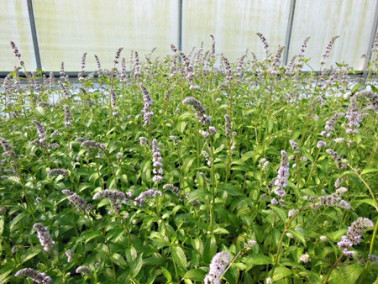 Menthe suisse en fleur