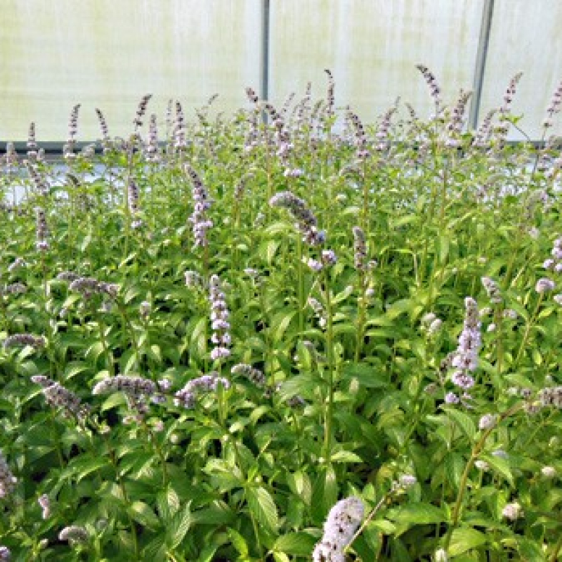 Menthe suisse en fleur