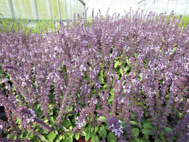 Massif de basilic Magic Blue Massif de basilic Magic Blue