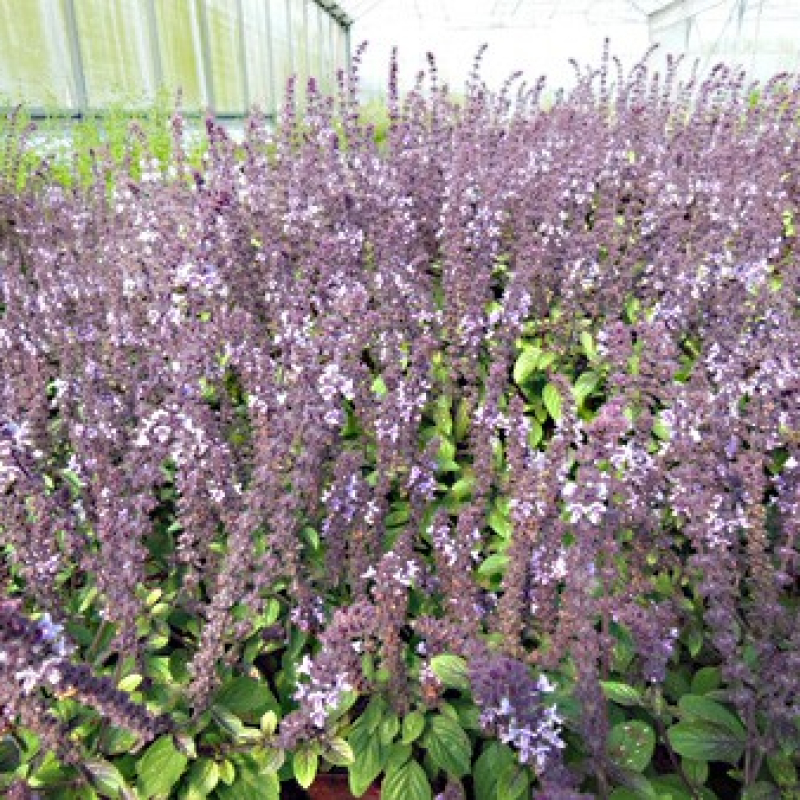 Massif de basilic Magic Blue Massif de basilic Magic Blue