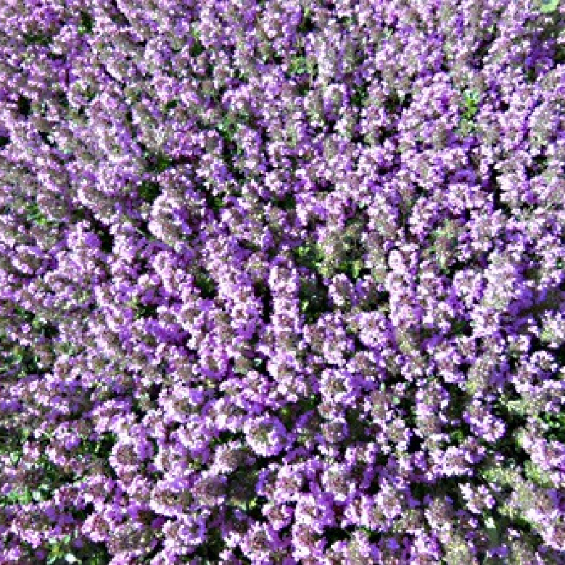 Thym citron rampant en fleur Thym citron rampant en fleur