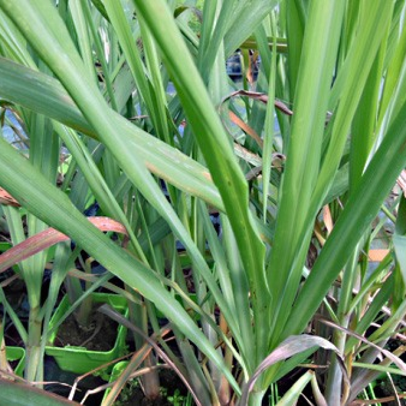 Citronnelle de Guinée Citronnelle de Guinée