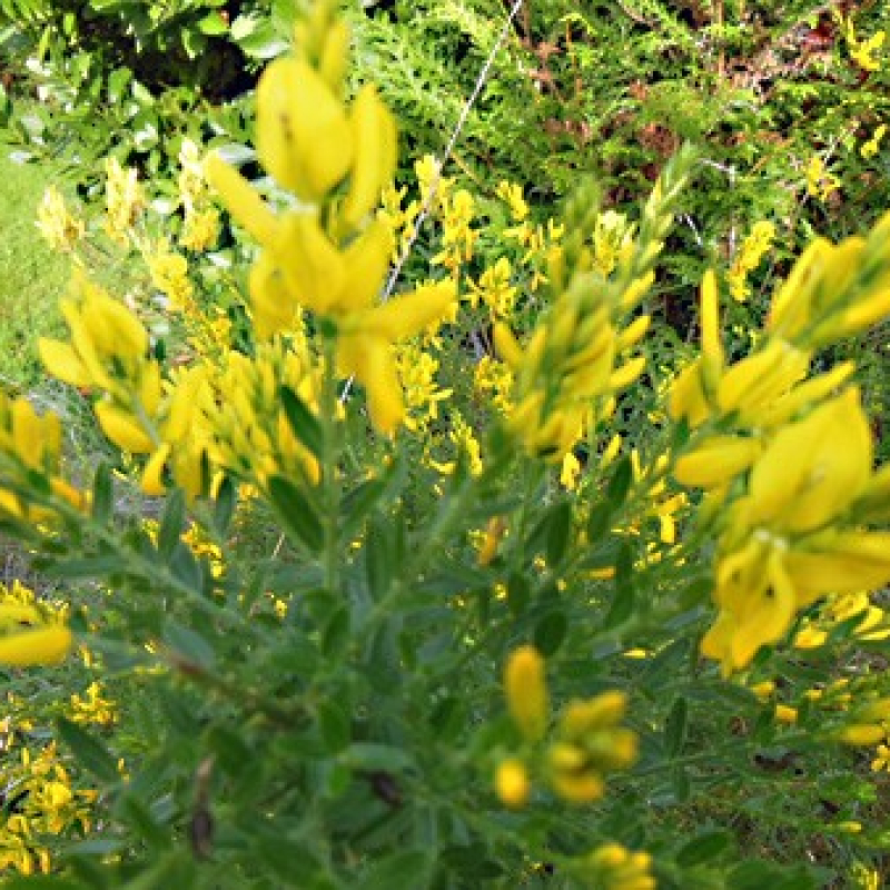 Genêt des teinturiers