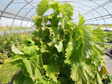 Pérille de Nankin vert