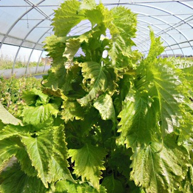 Pérille de Nankin vert