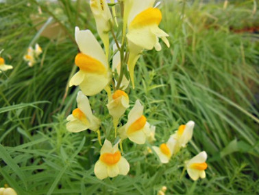 Linaire commune Linaire commune