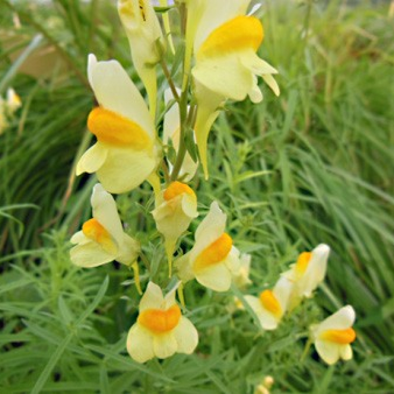 Linaire commune Linaire commune