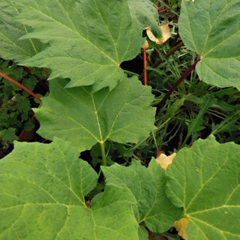 Rhubarbe palmée décorative Rhubarbe palmée décorative