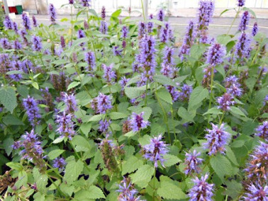 Agastache menthe de Corée