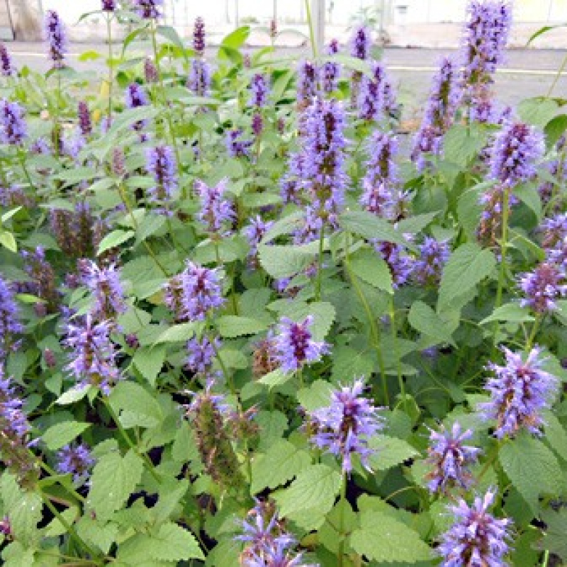 Agastache menthe de Corée