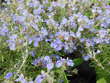 Romarin rampant Romarin rampant