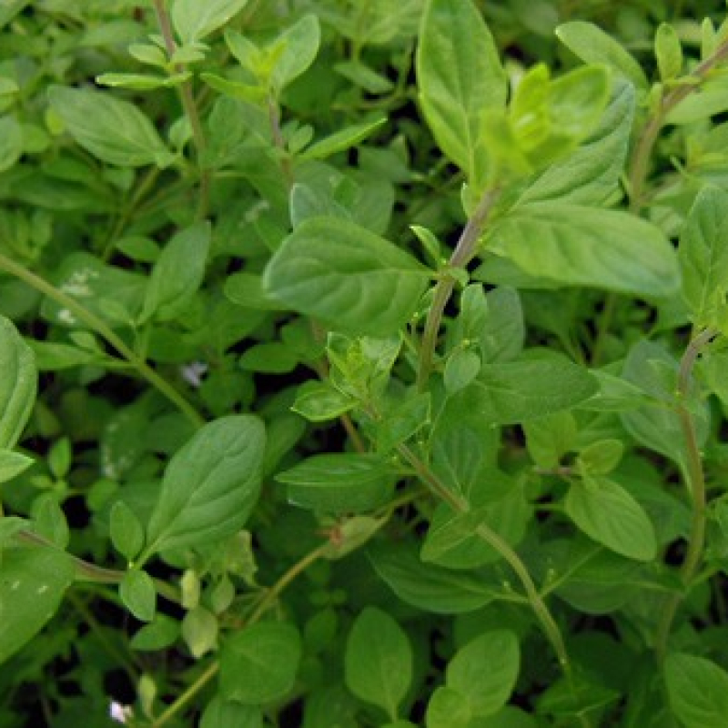 Origan à fleurs blanches Origan à fleurs blanches