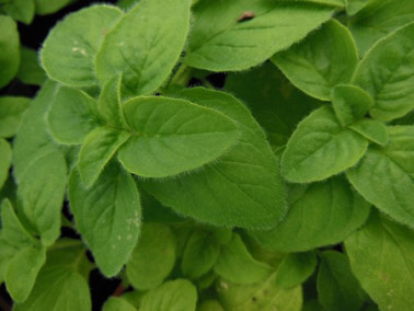 Origan à fleurs blanches Origan à fleurs blanches