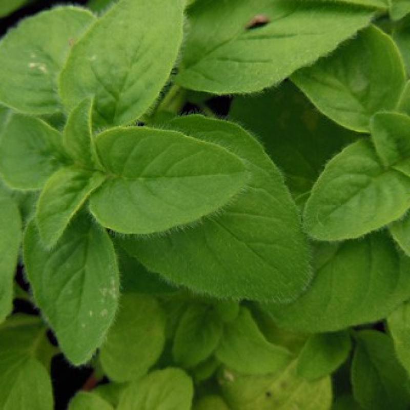Origan à fleurs blanches Origan à fleurs blanches