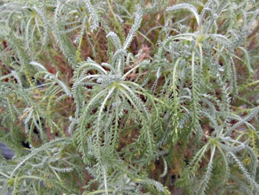 Santoline petit cyprés Lindavica