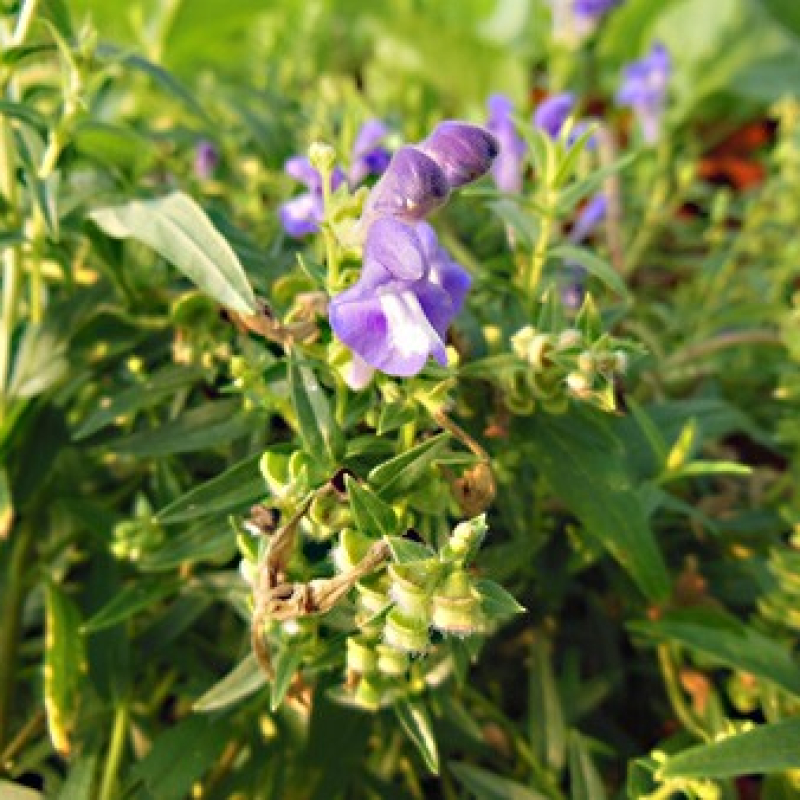 Scutellaire du lac Baïkal
