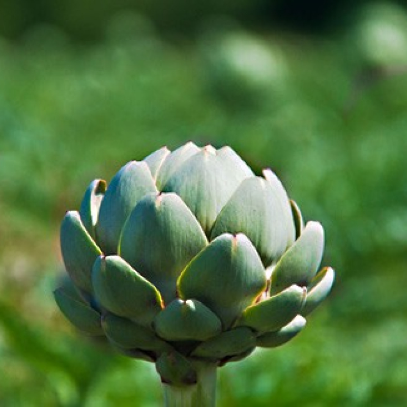 Artichaut Imperial Star Artichaut Imperial Star